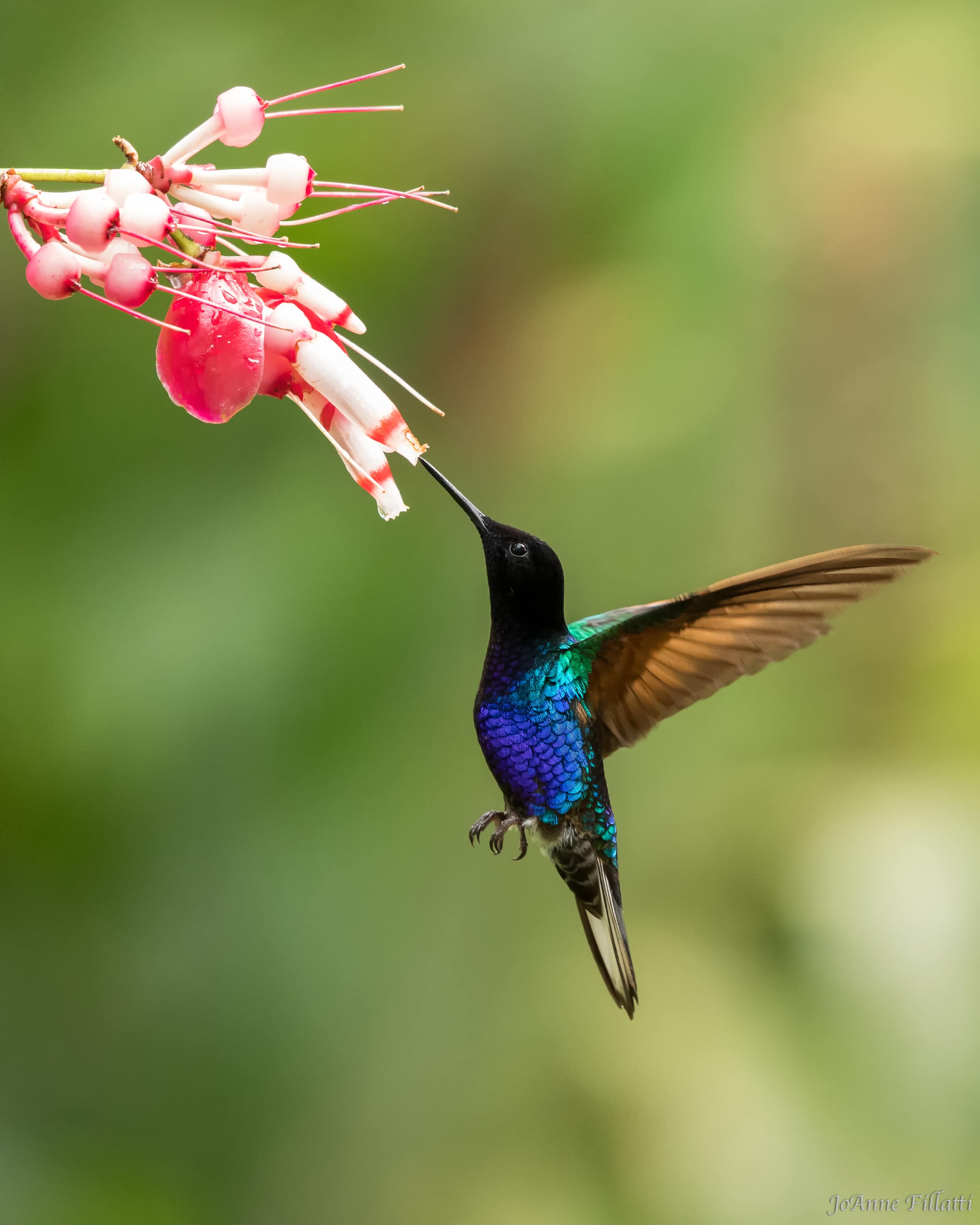 bird of ecuador image 16